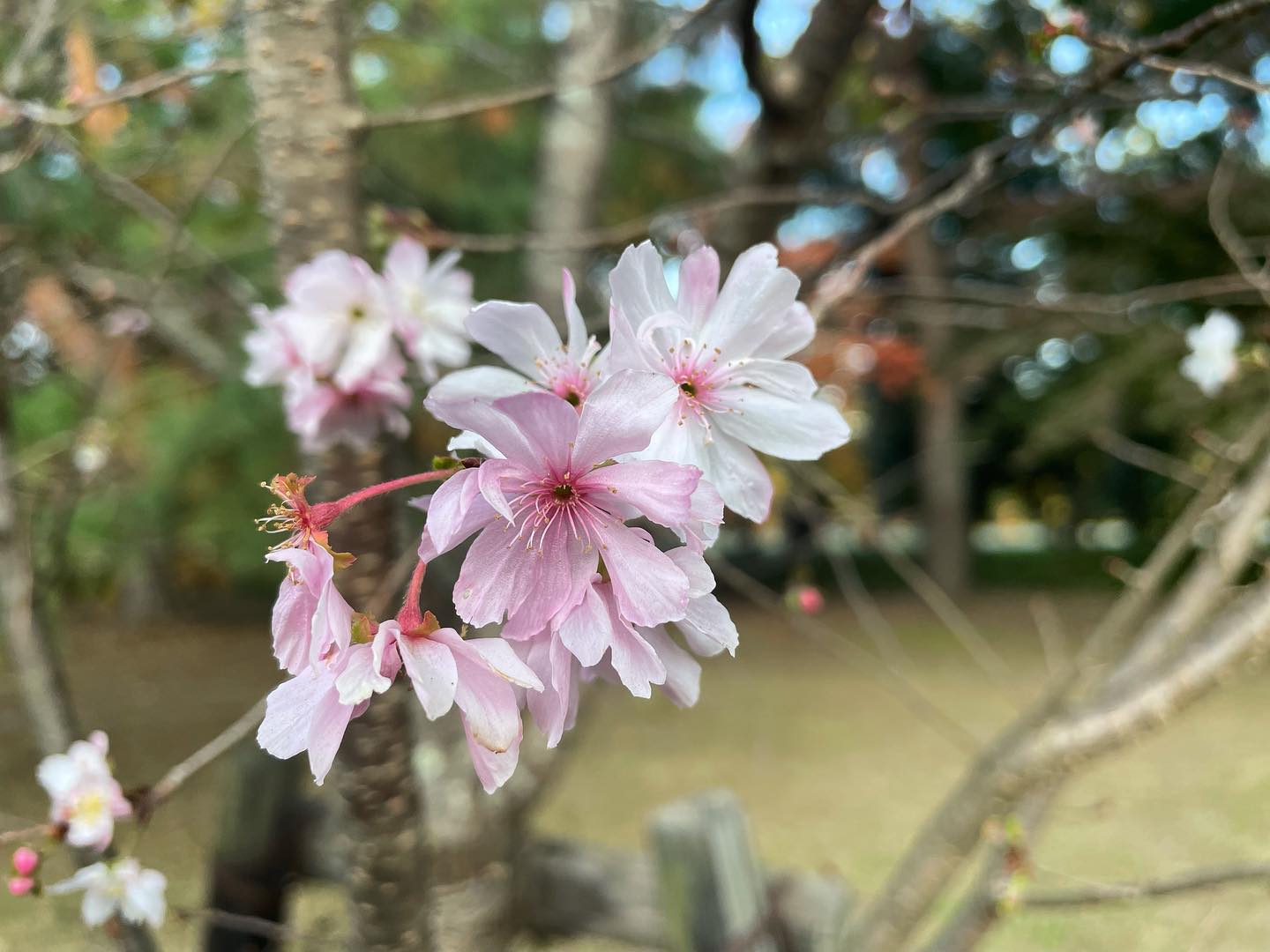京都御苑の十月桜（ジュウガツザクラ）