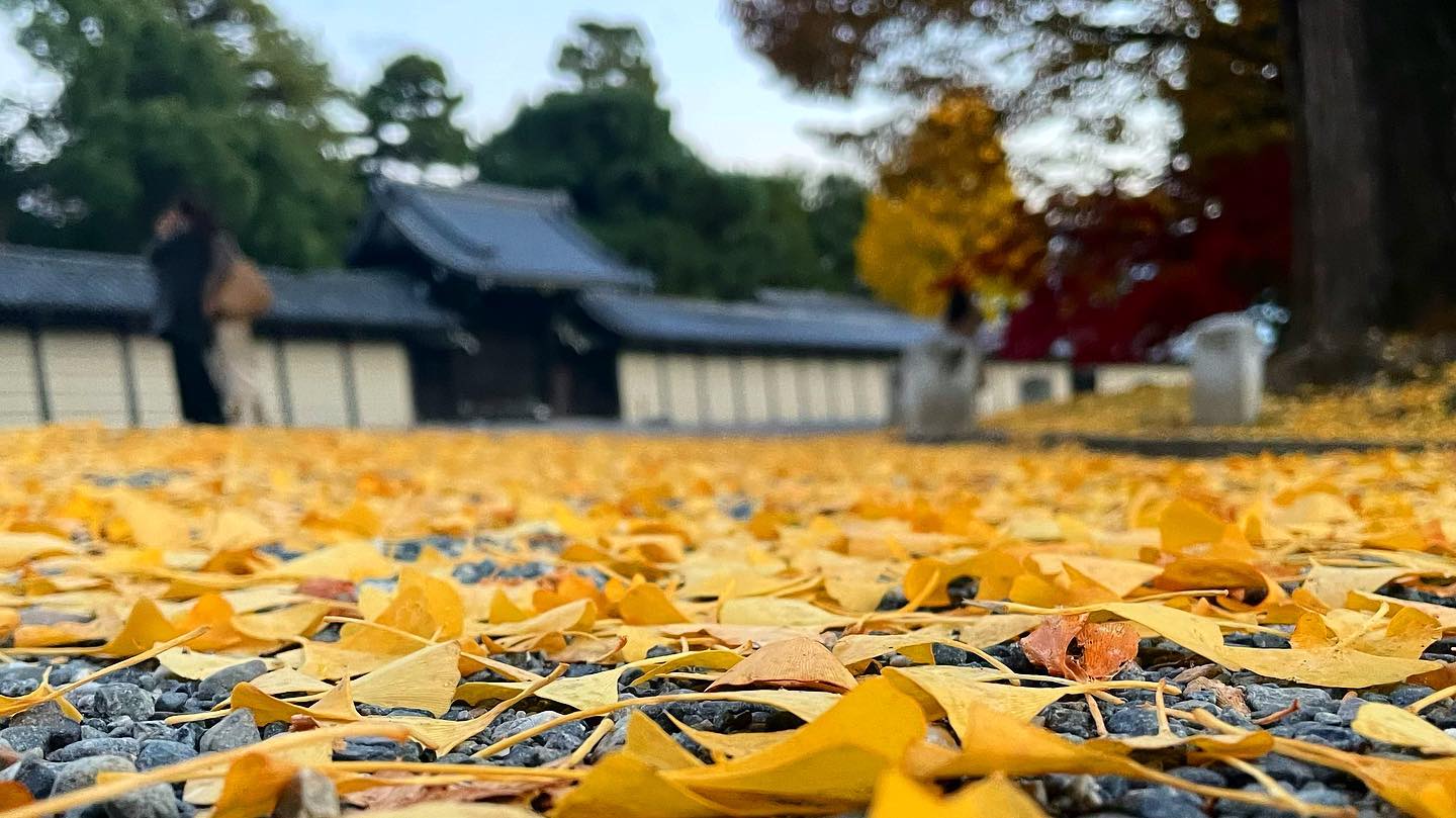 京都御苑の銀杏